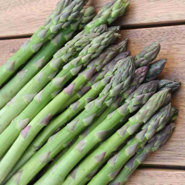 Asparagus Seed