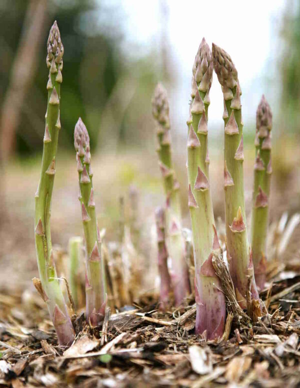 Asparagus Seed - Image 2