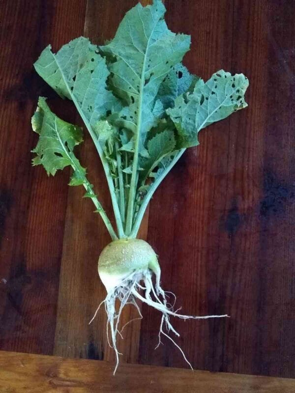 Bald Head Root Mustard