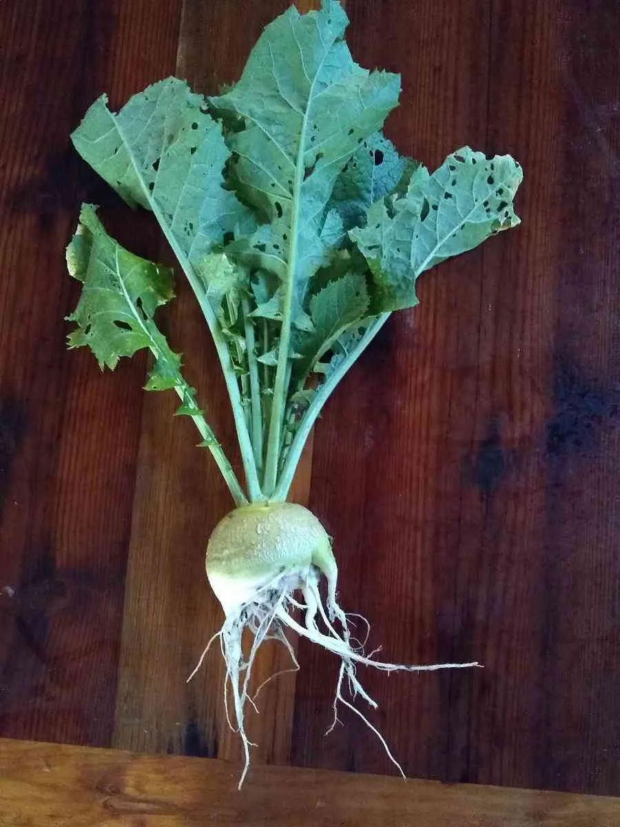 Bald Head Root Mustard