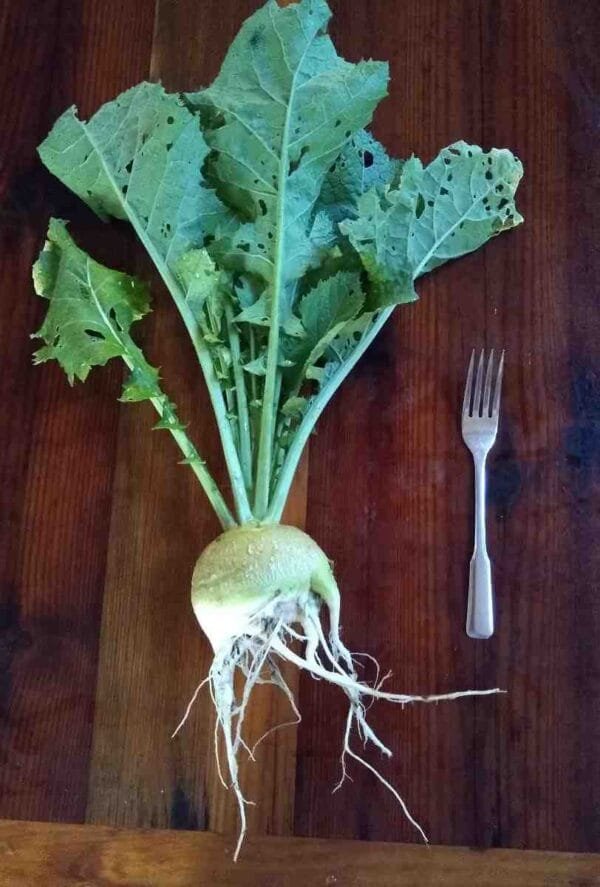 Bald Head Mustard - Image 2