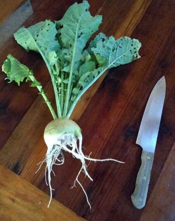 Bald Head Mustard - Image 3