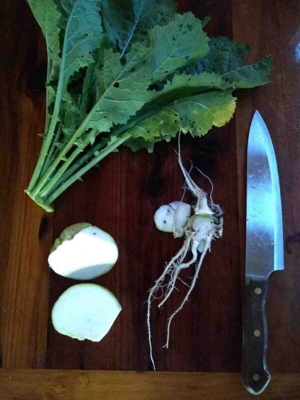 Bald Head Mustard - Image 4