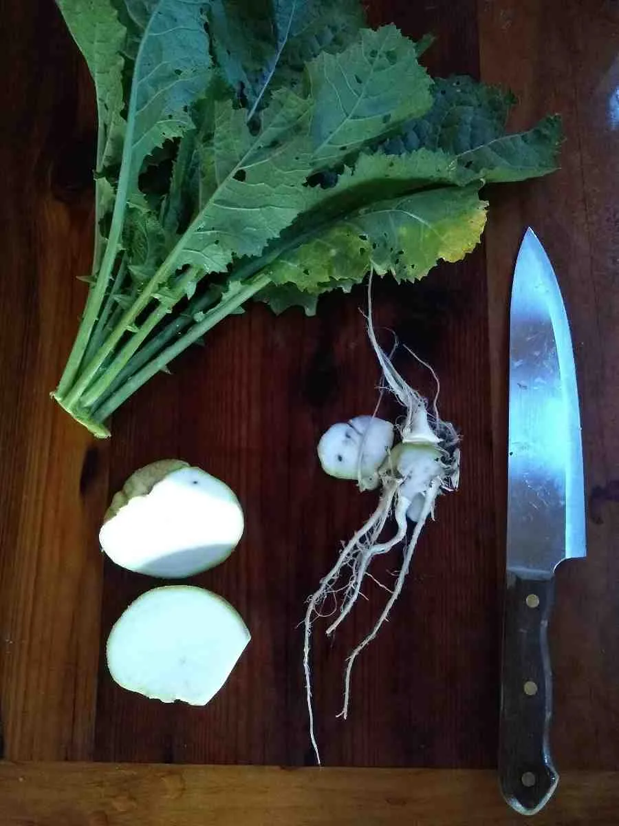Bald Head Mustard - Image 4