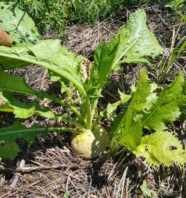 Bald Head Mustard - Image 7