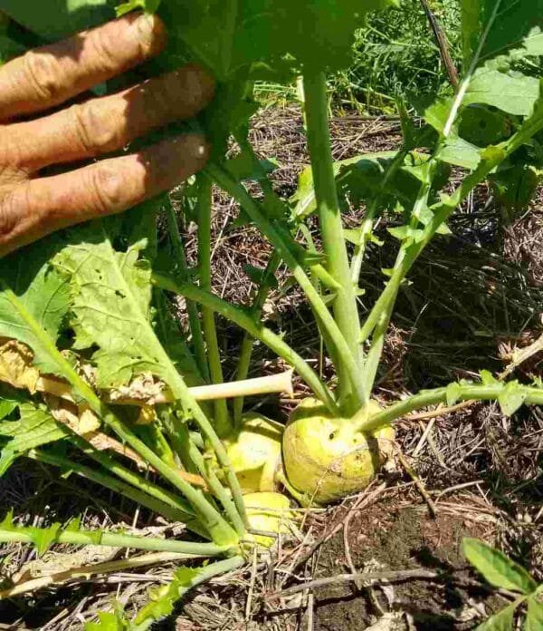 Bald Head Mustard - Image 5
