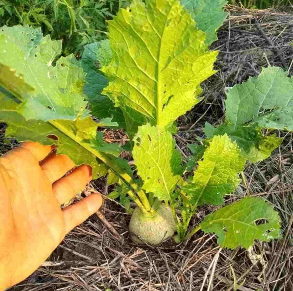 Bald Head Mustard - Image 6