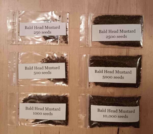 Bald Head Mustard - Image 8