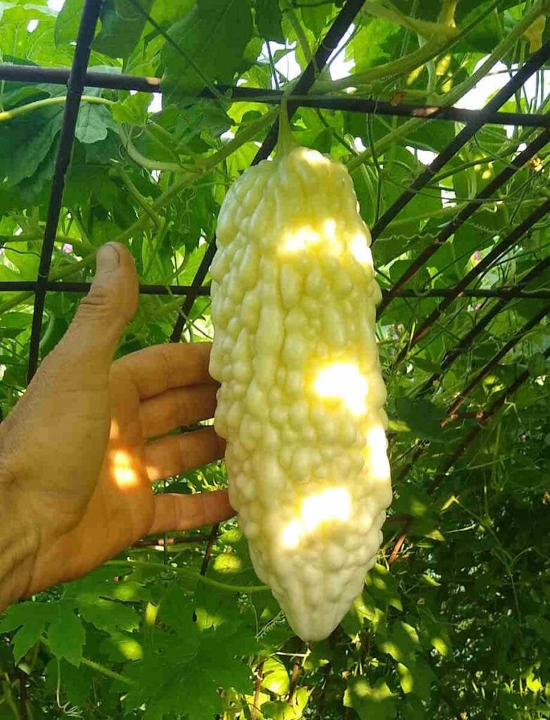 Jyunpaku Okinawan Pure White Bitter Melon