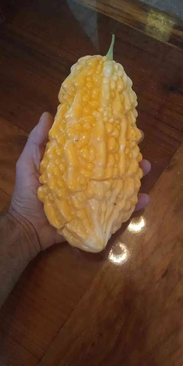 Bitter Melon - Image 4