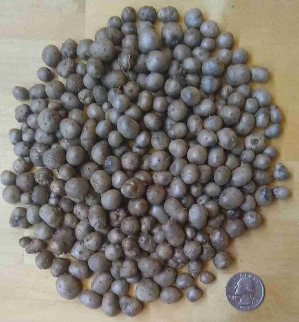 Chinese Yam - Image 7