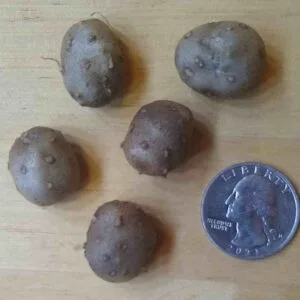 Chinese Yam aerial tubers