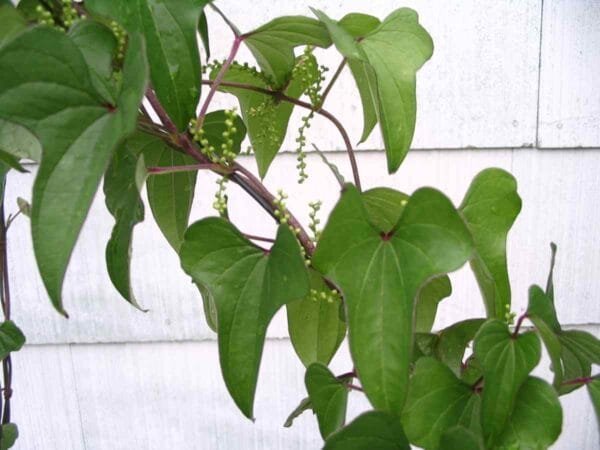 Chinese Yam - Image 3