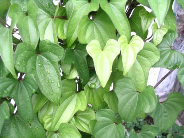Chinese Yam - Image 4