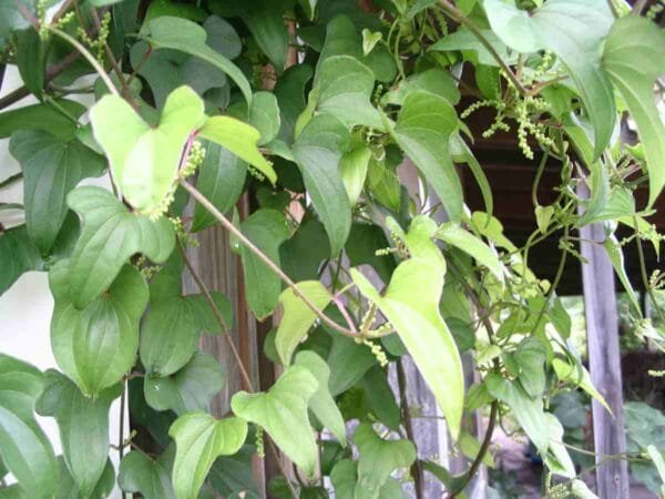 Chinese Yam - Image 5