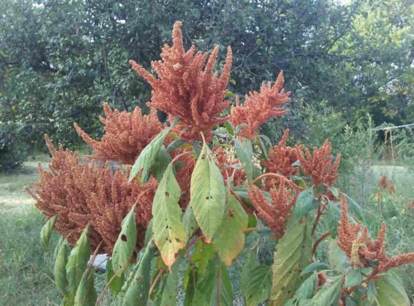 Golden Giant Amaranth 