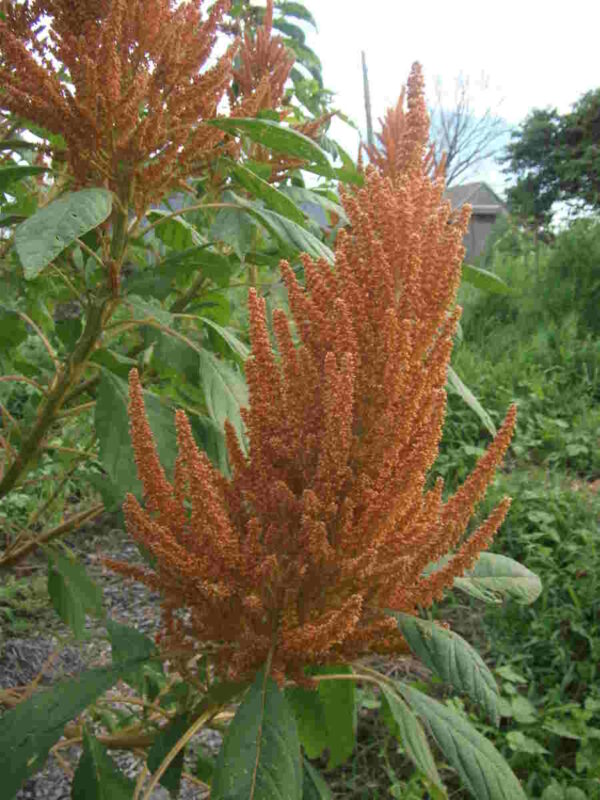 Golden Giant Amaranth  - Image 3