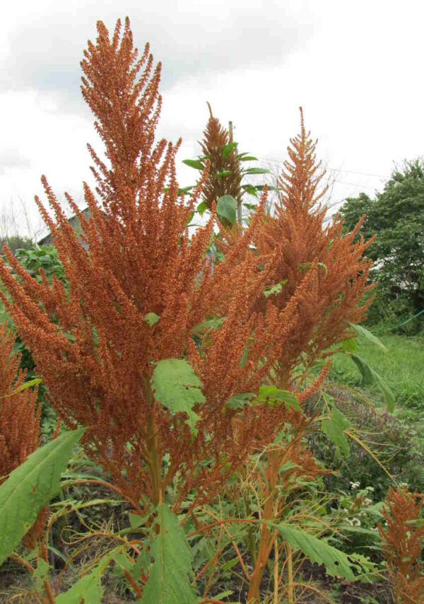 Golden Giant Amaranth  - Image 2