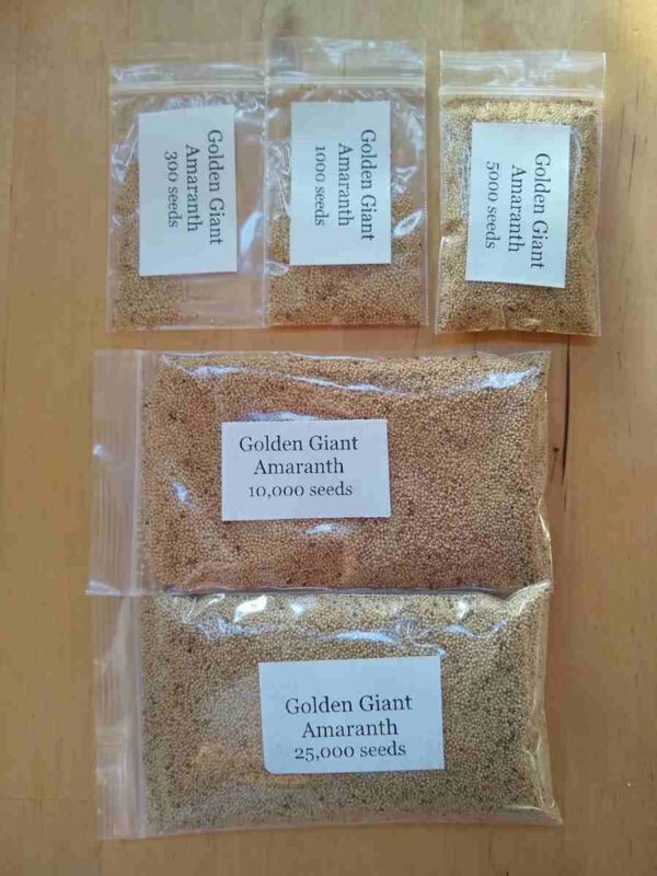 Golden Giant Amaranth  - Image 4