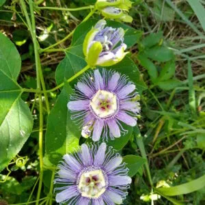 Maypop