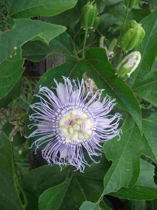 Maypop - Image 2