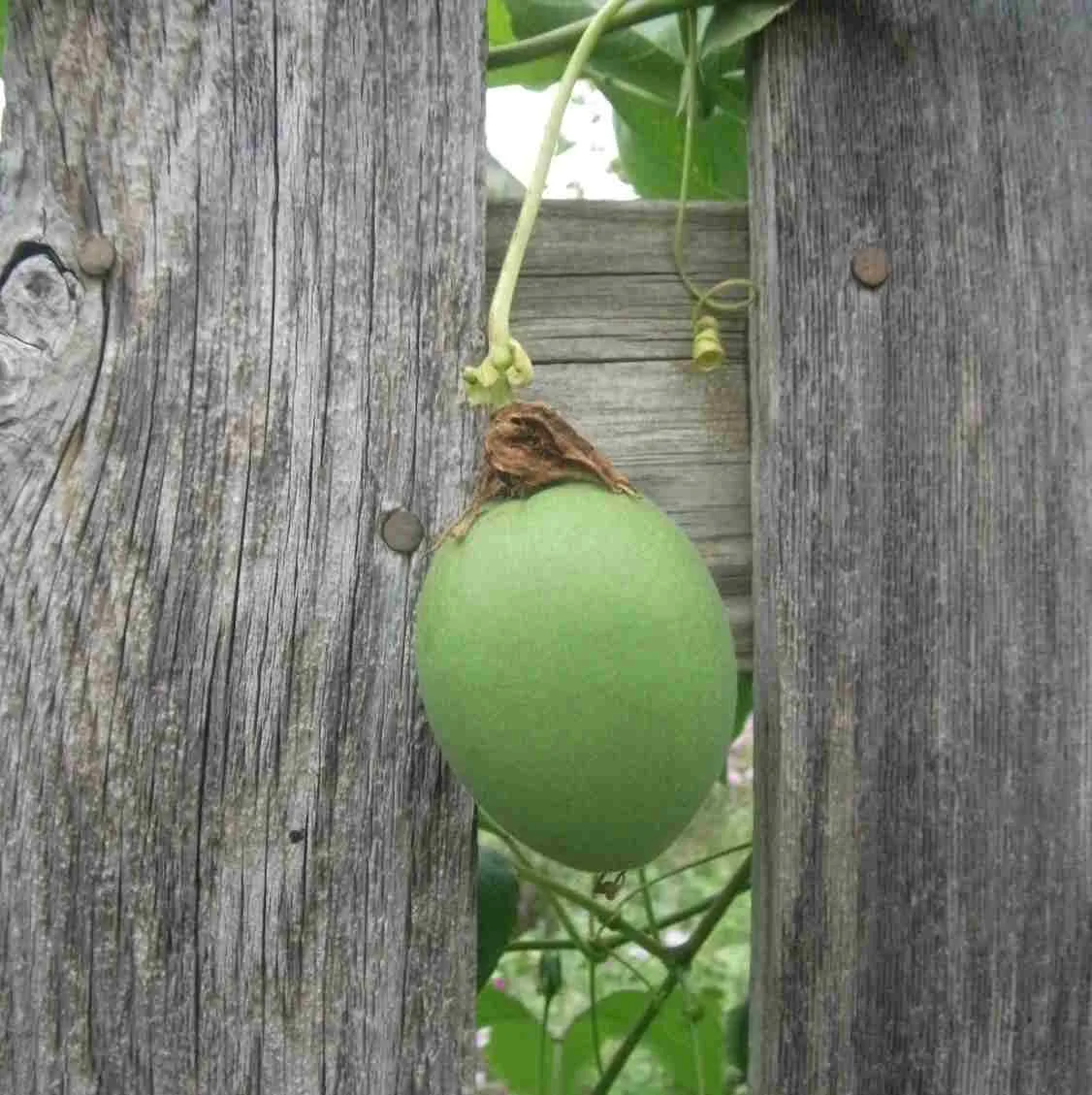 Maypop - Image 4