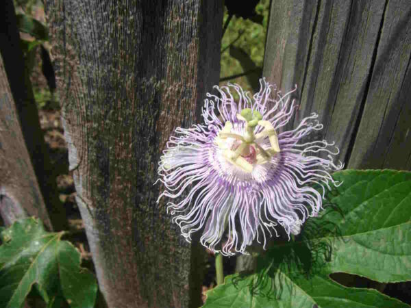 Maypop - Image 3