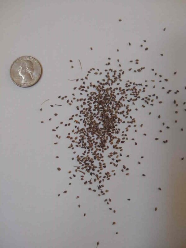 Queen Anne's Lace Seed - Image 6