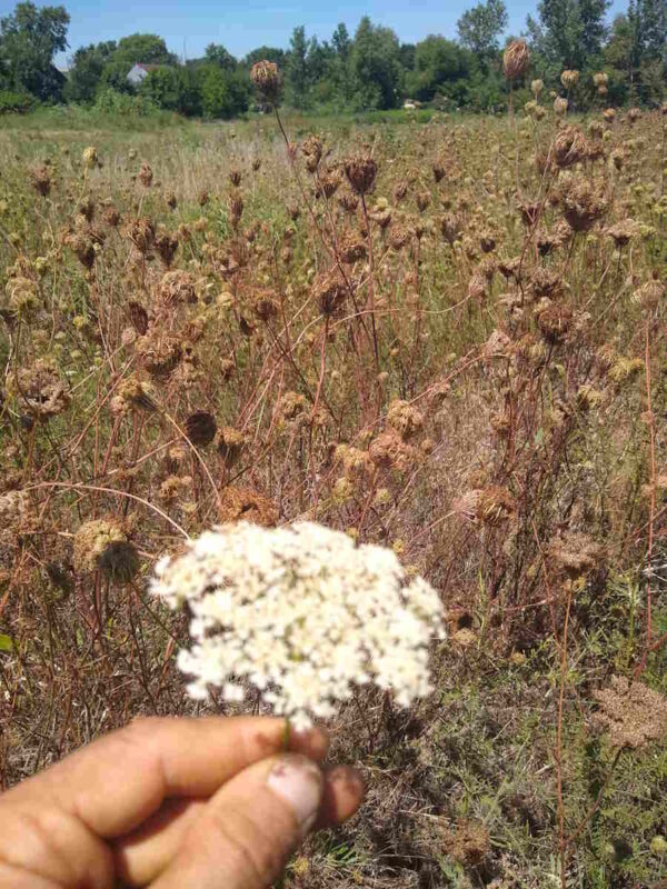 Queen Anne's Lace Seed - Image 2