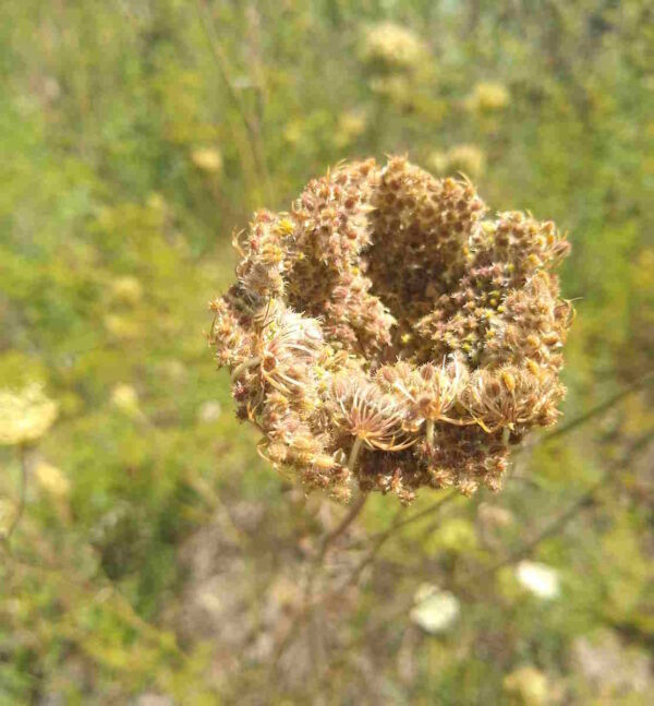 Queen Anne's Lace Seed - Image 4