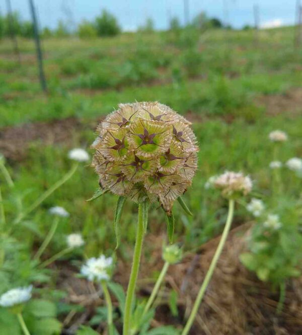 Scabiosa stellata - Image 3