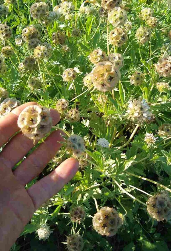 Scabiosa stellata - Image 4