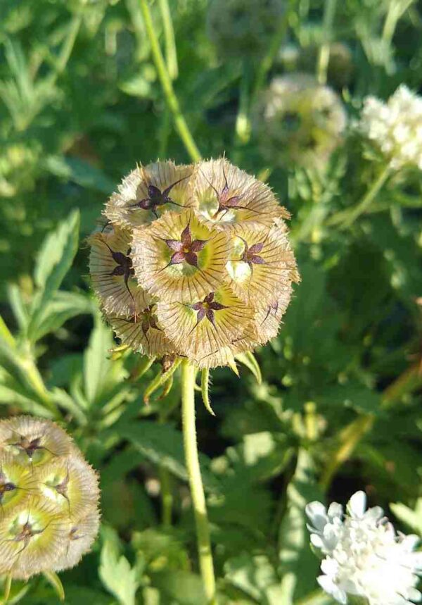 Scabiosa stellata