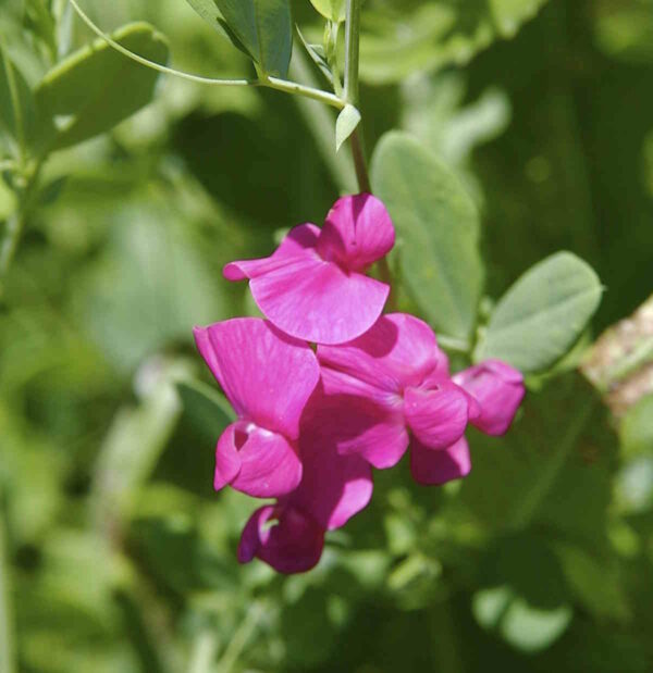 Tuberous Sweetpea