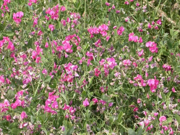 Tuberous Sweetpea - Image 2