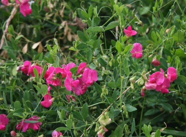 Tuberous Sweetpea - Image 3