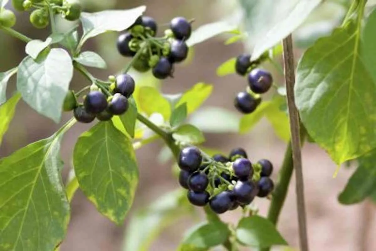 Wonderberry - Image 3