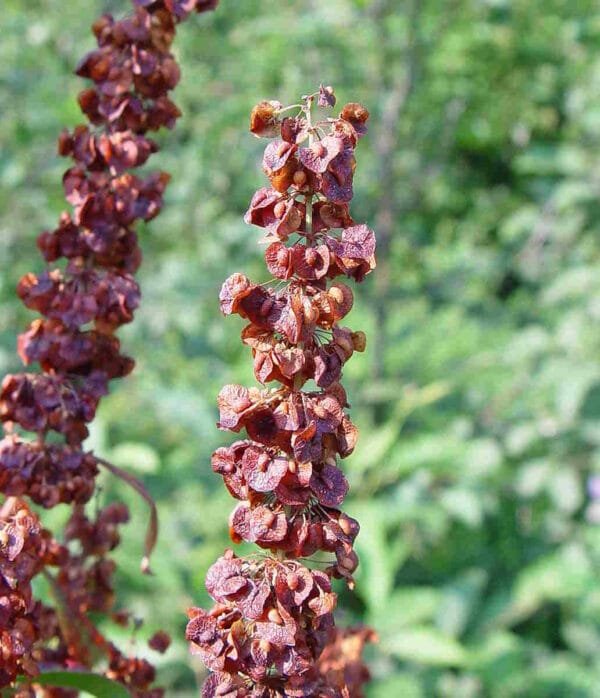 Yellow Dock Seed - Image 3