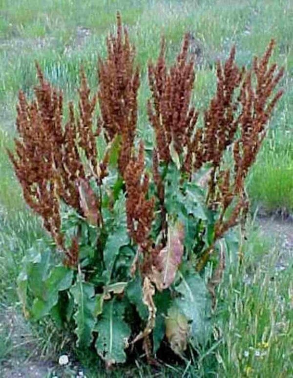 Yellow Dock Seed - Image 2