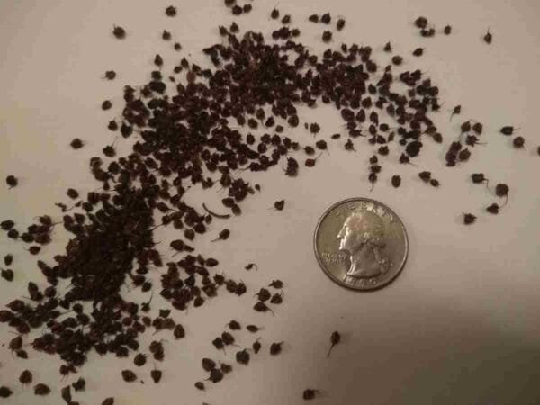 Yellow Dock Seed - Image 4