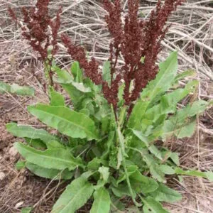 Yellow Dock Seed