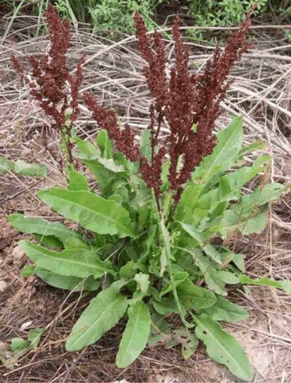 Yellow Dock Seed
