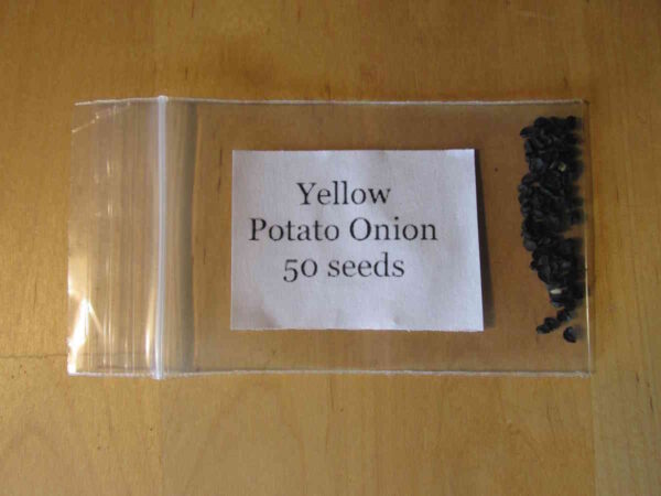 Yellow Potato Onion - Image 4