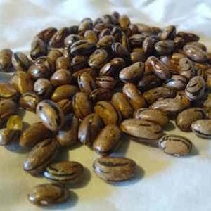 Vegetable Seeds