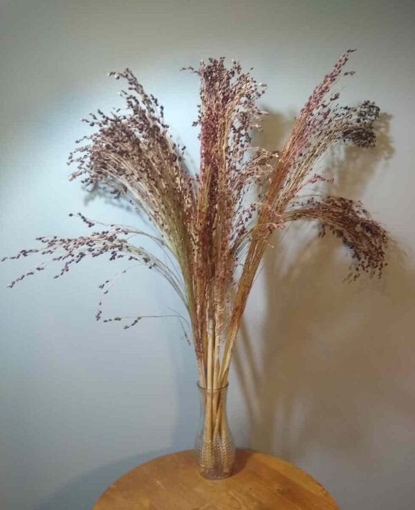 Broom Corn - Image 4