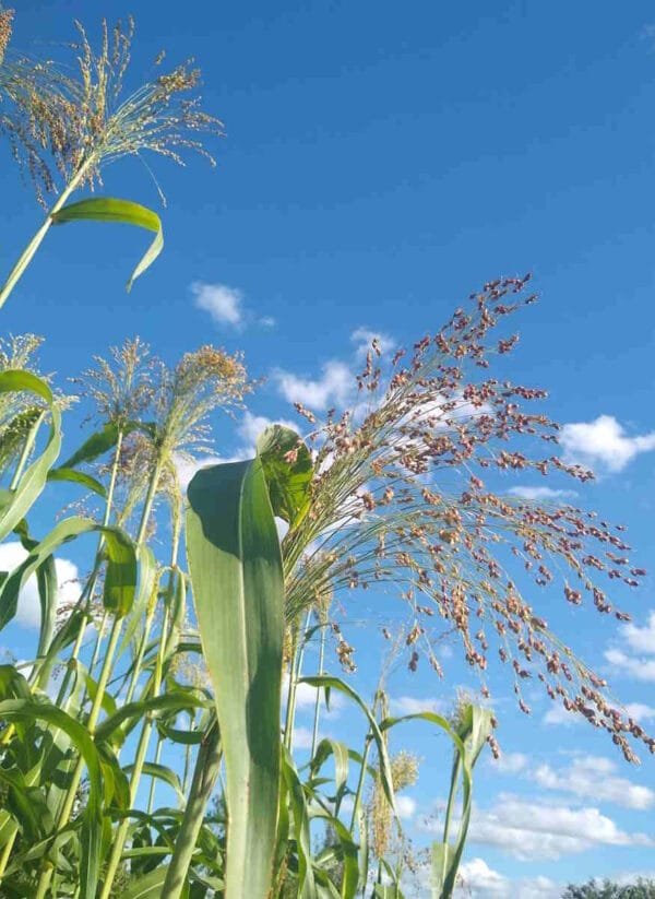 Broom Corn - Image 3