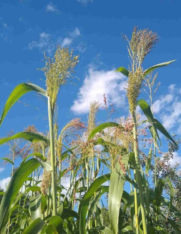 Broom Corn - Image 2