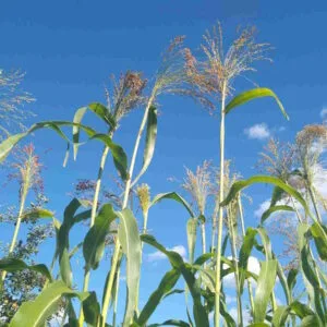 Broom Corn