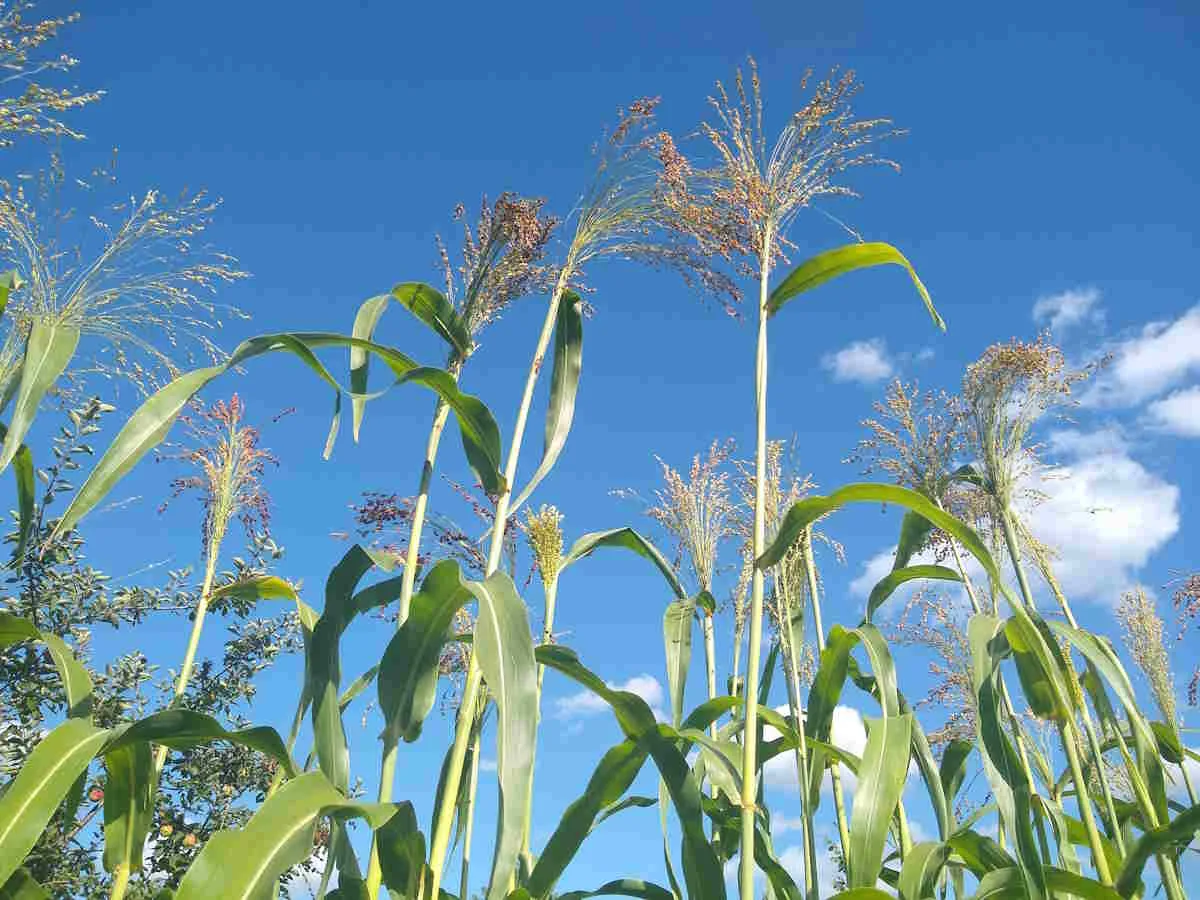 Broom Corn