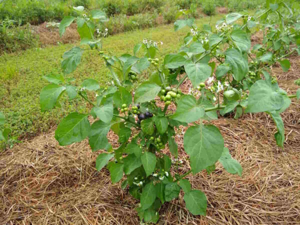 Garden Huckleberry - Image 3